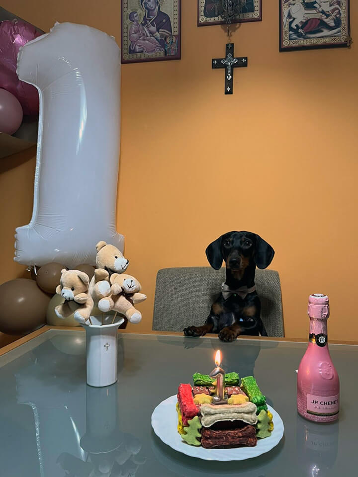 Ovako je jedan kruševački ljubimac obeležio svoj prvi rođendan